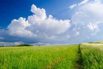 Meadow with blue cloudy sky in the summer