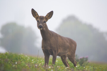 Chevreuil