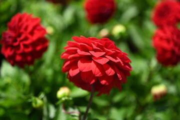 Dahlia is a genus of bushy, tuberous, herbaceous perennial plants native to Mexico and Central...