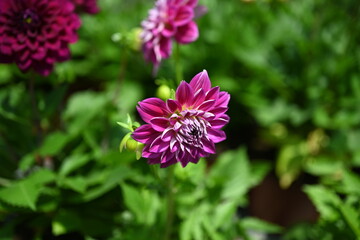 Dahlia flower red, mature and magnificent closeup.