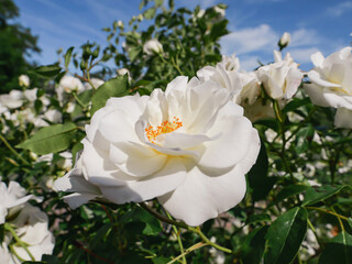 Fototapeta na wymiar White blossom