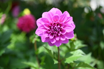 Dahlia is a genus of bushy, tuberous, herbaceous perennial plants native to Mexico and Central America. A member of the Compositae family of dicotyledonous plants, its garden relatives thus include th
