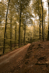 Empty road in woods in autumn. Macro photo of an empty pathway in the forest. Indian summer in the forest.