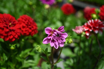 Obraz premium Dahlia is a genus of bushy, tuberous, herbaceous perennial plants native to Mexico and Central America. A member of the Compositae family of dicotyledonous plants, its garden relatives thus include th