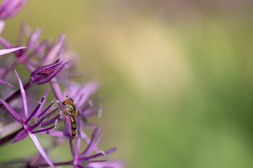 A small hoverfly (Syrphidae) perches on the edge of a purple Allium flower. There is a lot of space for text.