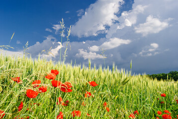 Summer meadow with poppies and blue cloudy sky near Pannonhalma, Hungary