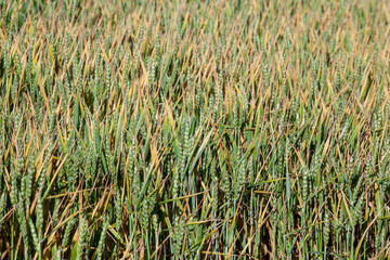 green yellow wheat cereals before harvest