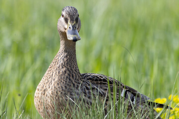 RETRATO DE ANADE REAL EN UN PRADO VERDE