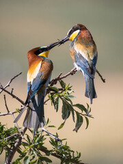 PAREJA DE ABEJARUCO MEROPS APIASTER EN UNA RAMA