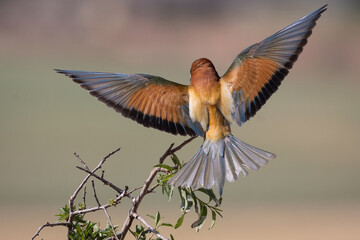 ABEJARUCO MEROPS APIASTER POSANDOSE EN UNA RAMA