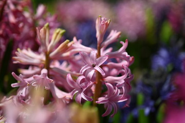Large flower bed with multi-colored hyacinths, traditional easter flowers, flower background, easter spring background. Close up macro photo, selective focus. Ideal for greeting festive postcard.