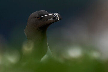 Razorbill (Alca torda) on a cliff during the breeding season on Great Saltee Island off the coast of Ireland.