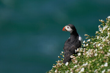 Atlantic puffin (Fratercula arctica) amongst spring flowers on a cliff on Great Saltee Island off the coast of Ireland.