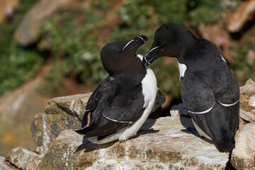 Pair of Razorbill (Alca torda) on a cliff on Great Saltee Island off the coast of Ireland.