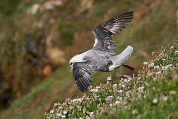 Fulmar (Fulmarus glacialis) flying along a cliff of Great Saltee Island off the coast of Ireland.