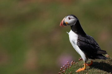 Atlantic puffin (Fratercula arctica) amongst spring flowers on a cliff on Great Saltee Island off the coast of Ireland.