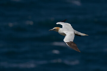 Gannet (Morus bassanus) in flight over the sea at a gannet colony on Great Saltee Island off the coast of Ireland.