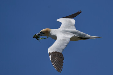 Gannet (Morus bassanus) carrying nesting material returning to the breeding colony on Great Saltee Island off the coast of Ireland.                      