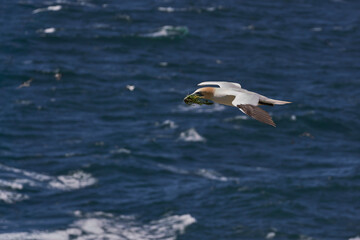 Gannet (Morus bassanus) carrying nesting material returning to the breeding colony on Great Saltee Island off the coast of Ireland.                      