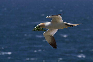 Gannet (Morus bassanus) carrying nesting material returning to the breeding colony on Great Saltee Island off the coast of Ireland.                      