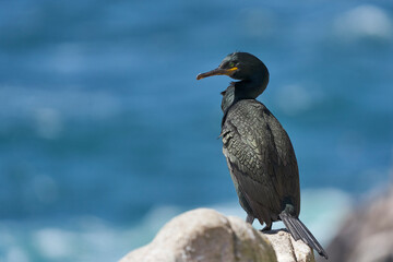 Shag (Gulosus aristotelis) standing on rocks on Great Saltee Island off the coast of Ireland.                            