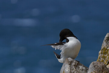 Razorbill (Alca torda) on a cliff during the breeding season on Great Saltee Island off the coast of Ireland.