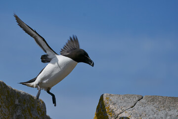 Razorbill (Alca torda) coming in to land on the coast of Great Saltee Island off the coast of Ireland.