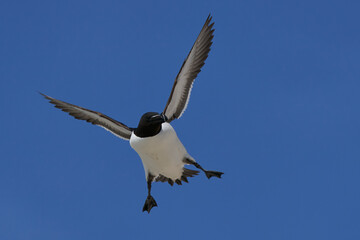 Razorbill (Alca torda) coming in to land on the coast of Great Saltee Island off the coast of Ireland.