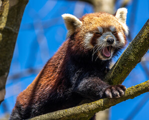The red panda, Ailurus fulgens, also called the lesser panda.