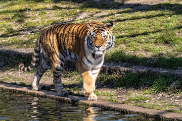The Siberian tiger,Panthera tigris altaica in a park
