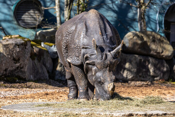 Obraz premium The Indian Rhinoceros, Rhinoceros unicornis aka Greater One-horned Rhinoceros