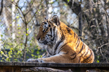 The Siberian tiger,Panthera tigris altaica in a park