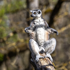 The ring-tailed lemur,Lemur catta with white ringed tail is the most known lemur