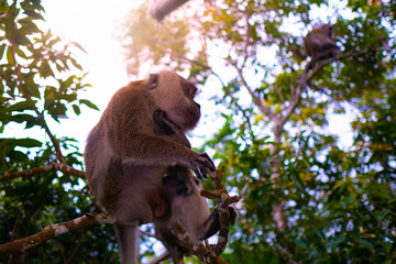Monkey is sitting on a tree in jungles