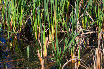 water in the lake in calm, windy weather