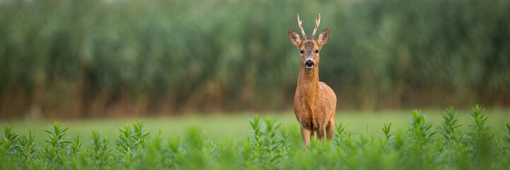 Roe deer, capreolus capreolus, buck looking into the camera on a green meadow in summer with copy space. Wild mammal with antlers observing in green vivid vegetation. Animal with orange fur.