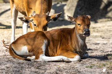 Naklejka na ściany i meble Banteng, Bos javanicus or Red Bull is a type of wild cattle.