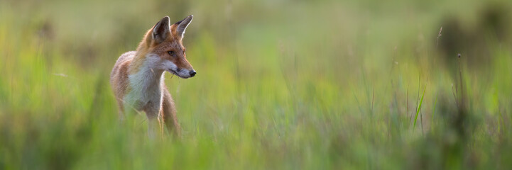 Calm red fox, vulpes vulpes, standing on a green meadow and looking aside in summer. Orange mammal hunting in nature. Animal wildlife in horizontal composition with copy space.