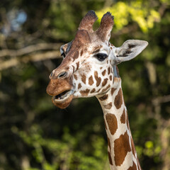 The giraffe, Giraffa camelopardalis is an African mammal