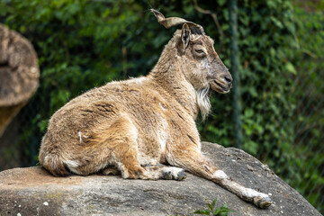 Turkmenian markhor, Capra falconeri heptneri stand on rocks