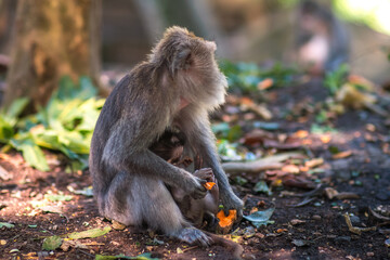 Monkeys in monkey forest in Bali