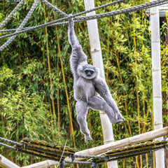 Silvery gibbon, Hylobates moloch having fun in a German park