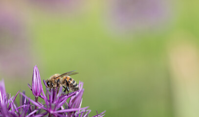 A tiny honey bee sits on the edge of a purple Allium flower. There is a lot of space for text.