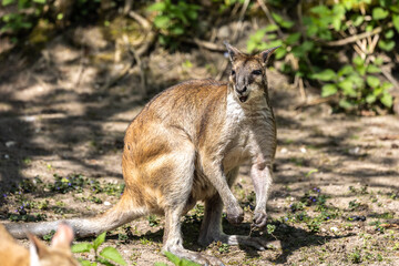 The agile wallaby, Macropus agilis also known as the sandy wallaby