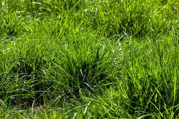 simple plain grass weeds on the field in the summer season