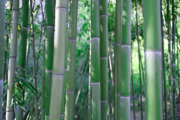 Green bamboo stems in water grove in tropics closeup