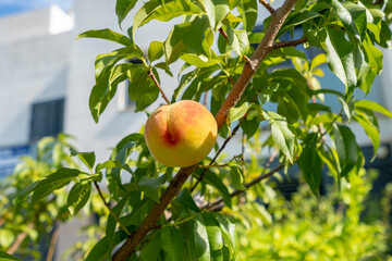Sweet peach fruit growing on a peach tree branch.