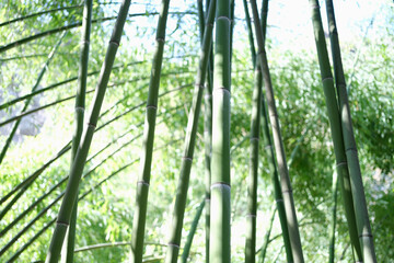 Unique green tropical environment with bamboo trees closeup