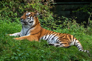 The Siberian tiger,Panthera tigris altaica in a park
