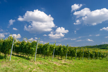 Obraz premium Vines in a rows. Vineyard landscape with beautiful clouds and blue sky in the summer. Pannonhalma Wine Region in Hungary